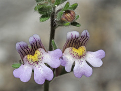 Chaenorhinum villosum