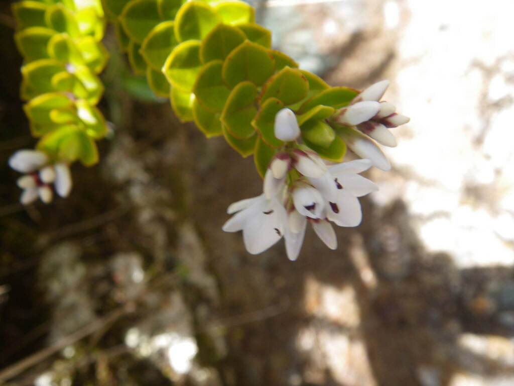 Veronica canterburiensis; photograph (c) Chris Yesson, some rights reserved (CC BY)