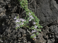 Chaenorhinum villosum