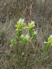 Melampyrum argyrocomum