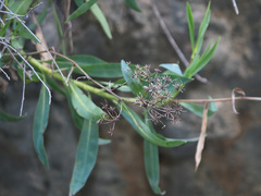 Bupleurum gibraltaricum
