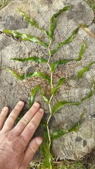 Potamogeton praelongus