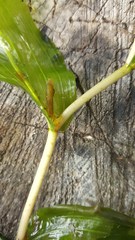 Potamogeton praelongus