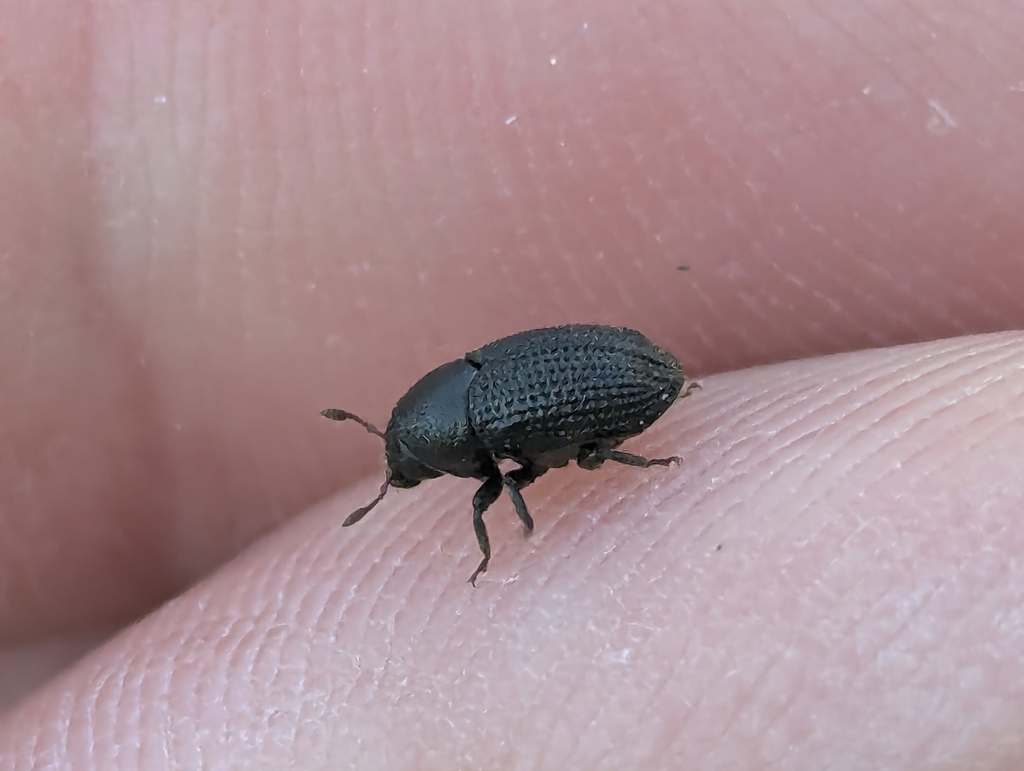 Hylesinus crenatus
