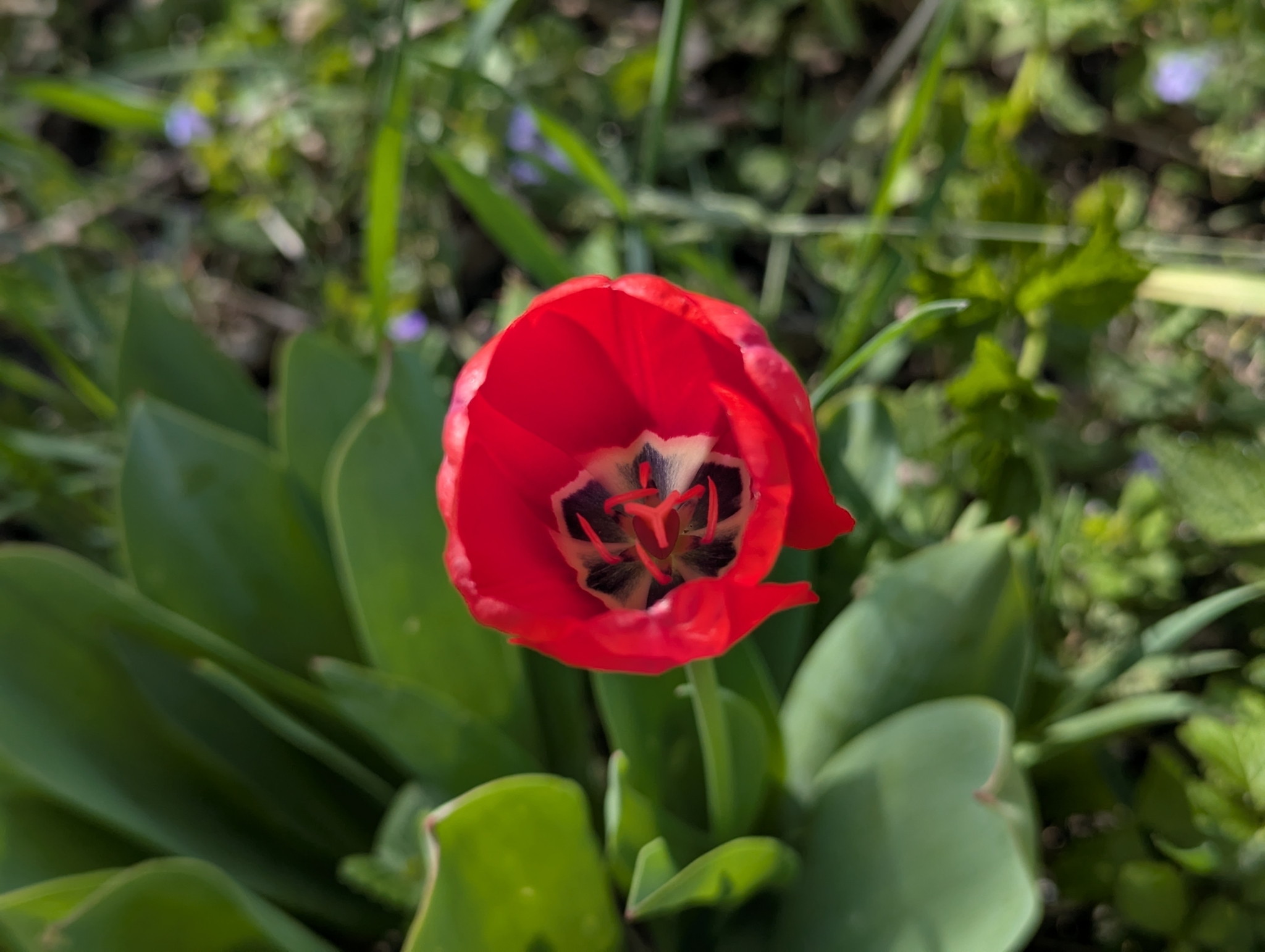 Garden Tulip (Tulipa gesneriana)