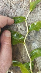 Potamogeton praelongus