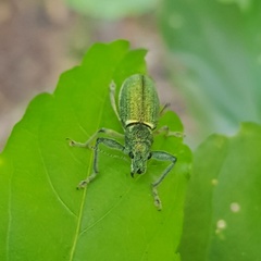 Naupactus auricinctus