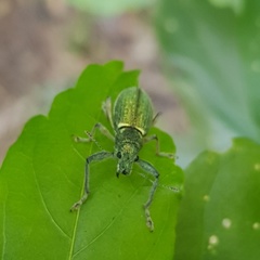 Naupactus auricinctus