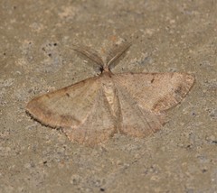 Selidosema brunnearia