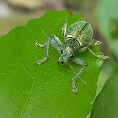 Naupactus auricinctus