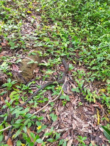 Australian Scrub Python sighting