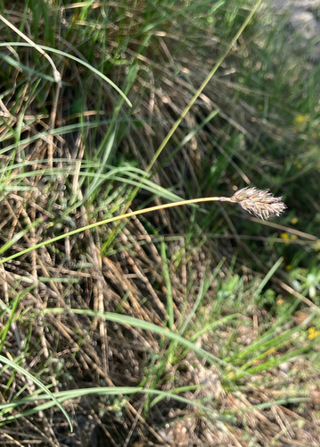 Sesleria sadleriana, 2025-05-03