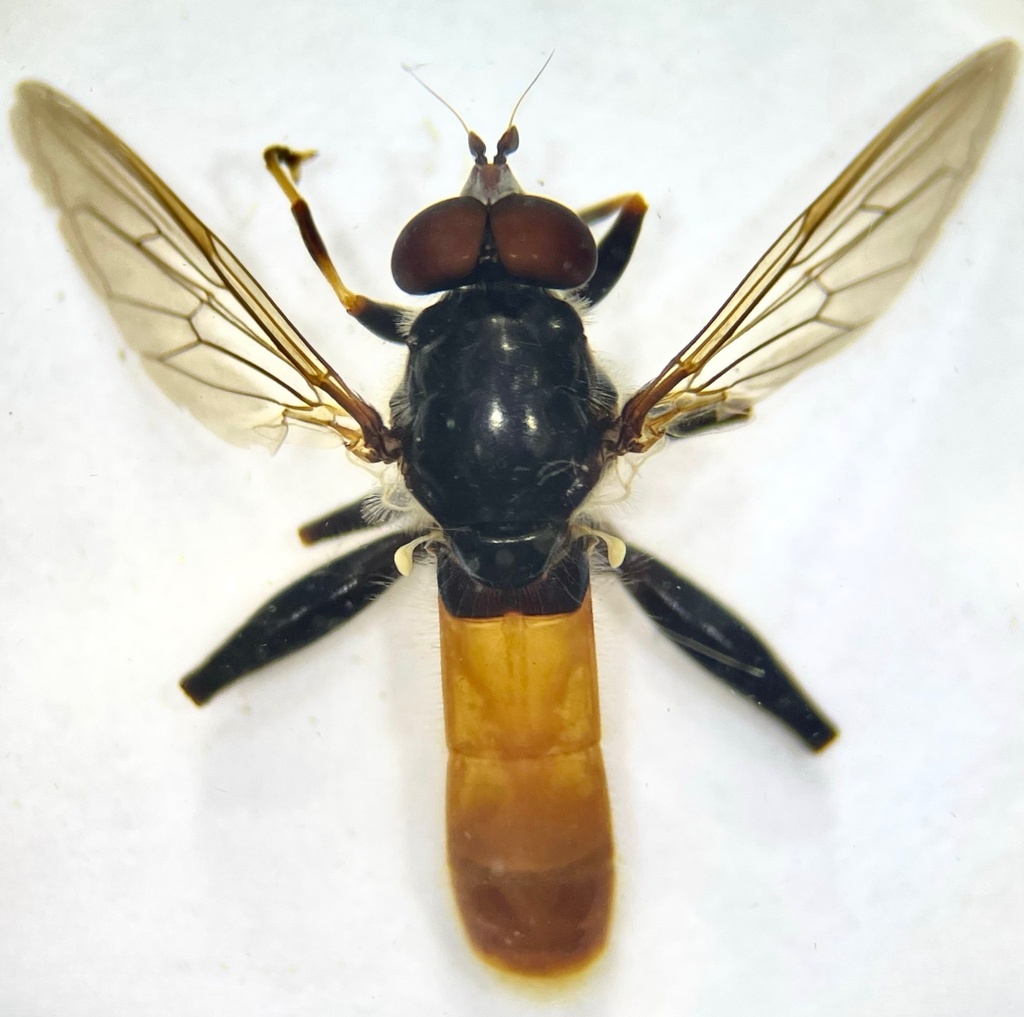 Xylota bicolor thumbnail