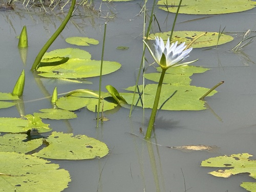 Day Waterlily