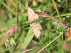 Idaea flaveolaria