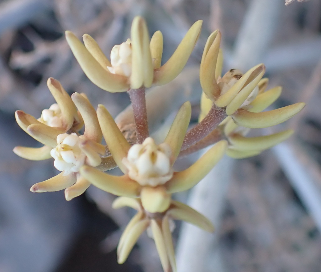Sarcostemma aphyllum (Thunb.) R.Br. ex Schult. 3