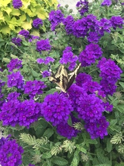 Heraclides cresphontes