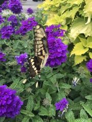 Heraclides cresphontes