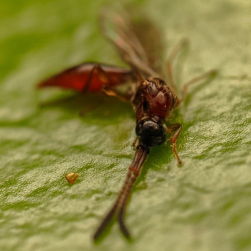 Diphoropria observed 2025-05-03