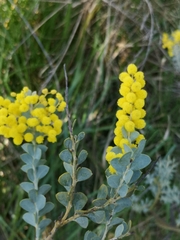 Angiospermae