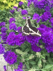 Heraclides cresphontes