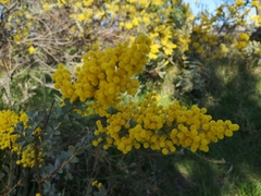 Angiospermae