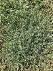 Erigeron divaricatus