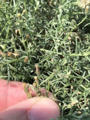 Erigeron divaricatus