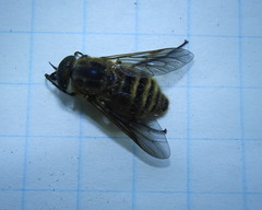 Goniops chrysocoma