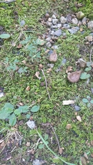 Aporrectodea caliginosa