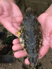 Sphoeroides maculatus