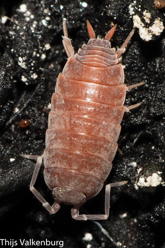 Powder Blue Isopod, Óbidos Municipality, 2510, Portugal, photo 8 of 10