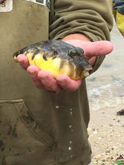 Sphoeroides maculatus