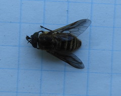 Goniops chrysocoma