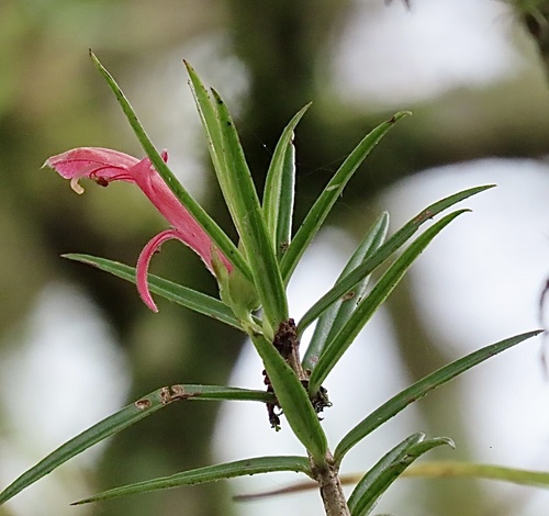 Columnea linearis, photograph 4