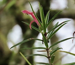 author not stated, no rights reserved Columnea linearis, photograph author not stated, no rights reserved