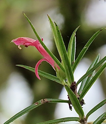 Columnea linearis, photograph 2