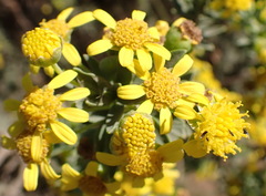 Euryops lateriflorus, photograph (c) Nicola van Berkel, some rights reserved (CC BY-SA)