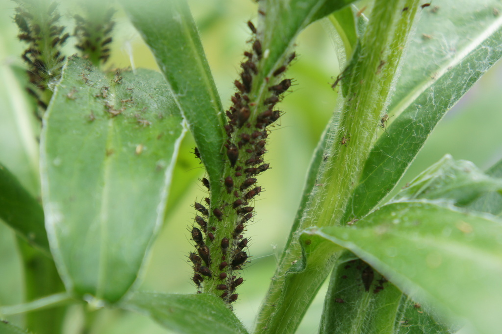 Uroleucon montanivorum