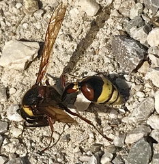 Delta unguiculatum