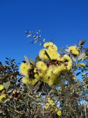 Angiospermae