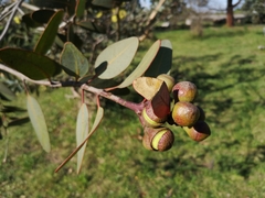 Angiospermae