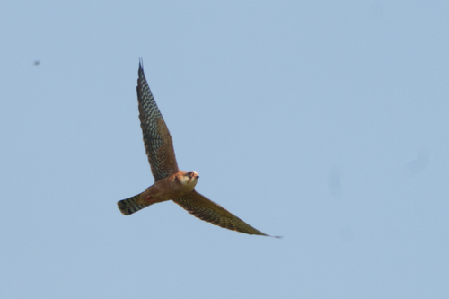 Red-footed Falcon