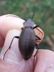 Carabus fairmairei fenestrellanus