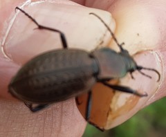 Carabus fairmairei fenestrellanus