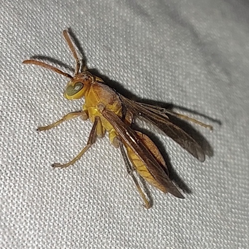 Arabian paper wasp