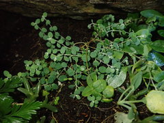 Chenopodium trigonon