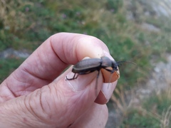 Carabus fairmairei fenestrellanus