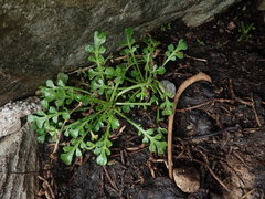 Lepidium flexicaule