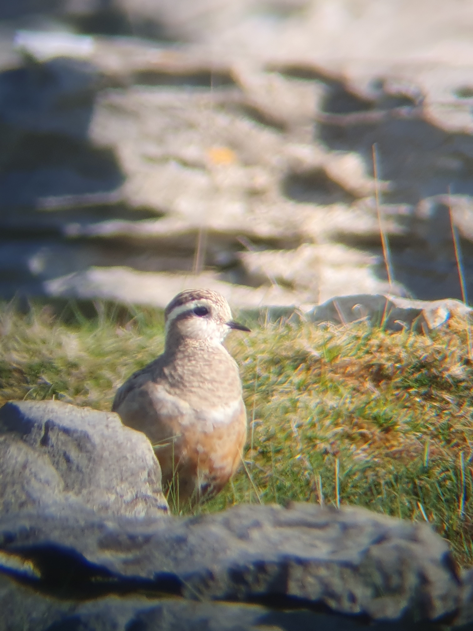 Eurasian Dotterel